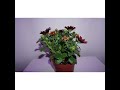 osteospermum flowers blooming time lapse