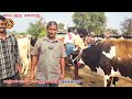 bik cow market in karunkalpalayam erode jersey cow low cost சினை மாடுகளின் விலை நிலவரம்.