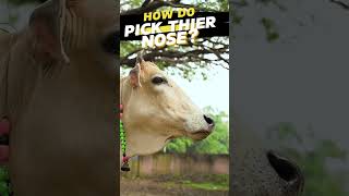 Ever Wondered?  How A Cow Picked It's Nose. Now You Know.