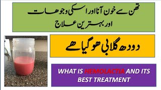 Blood in Milk|What is Hemolactia in Cattle ,its causes |Treatment of Hemolactia