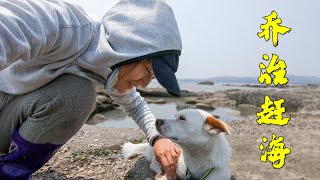 豬豬帶喬治去海邊開葷，生吃大螃蟹猛鉤大中虎，都有口福了