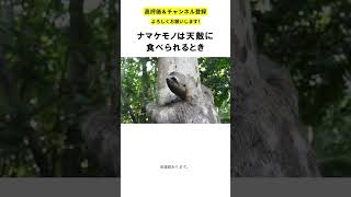 【動物雑学】ナマケモノは天敵に見つかっても動かない。その理由は○○〇だから。　#shorts #動物 #雑学 #動物雑学 #豆知識