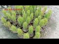 সমস্ত রকম ঝাউ গাছ এর সম্ভার। thuja ঝাউগাছ gardening joy kali nursery shikharpur