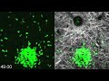 neutrophil swarming to sites of injury