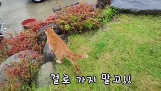 마당에 처음 나온 고양이들 반응! 통제가 안됩니다ㅠㅠ