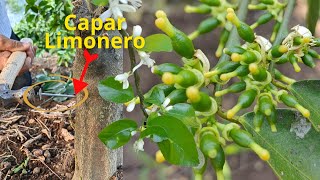 Capar limonero 🍋 Para Activar la Floración y explote de Frutos