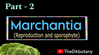 Marchantia part 2 ( reproduction and sporophyte)