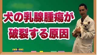 犬の乳腺腫瘍が破裂する原因を獣医師がわかりやすく解説