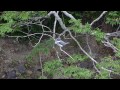 野鳥動画　「ヤマセミ」　♀