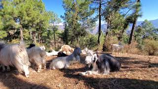Mountain goats(पहाडी बकरियां) 🐐 #kinnaur #lahaulspiti