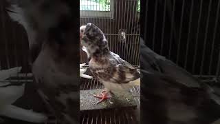 鑑賞鳩　スパニッシュジャコビンの巣立ち雛。