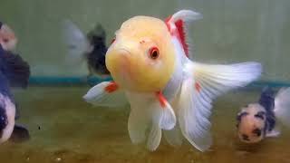 Lemon Head Lionhead Oranda 🍋 - 13cm - Cod. 12D - Goldfish Online Shop LAMANGROVIA.COM