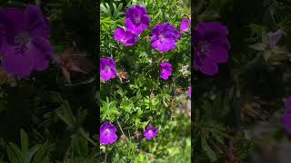 Hardy Geranium's (Cranes Bill) #germanium