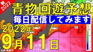 【2022年9月11日】青物回遊予想（ブリ・ヒラマサ・カンパチ・サワラ・カタクチイワシ）