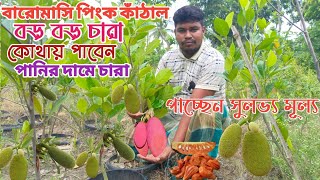 বারোমাসি পিংক কাঁঠাল এর বড় বড় চারা পাচ্ছেন পানির দামে সুলভ্য মূল্য মোল্লা নার্সারি=হৃদয়ের কৃষি=