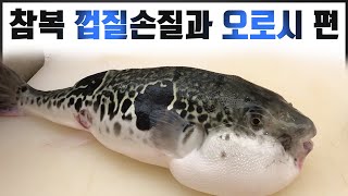 독을 제거한 참복~ 복껍질 손질과 오로시편 (fugu/blow fish/puffer fish)