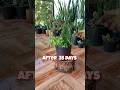 How To Propagate Whale Fin Sansevieria ( Snake Plant) in just 35 Days #whalefinsansevieria