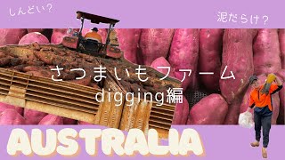 【🇦🇺ワーホリ】ファームジョブでセカンドビザをとる！さつまいファームdigging(芋掘り)編