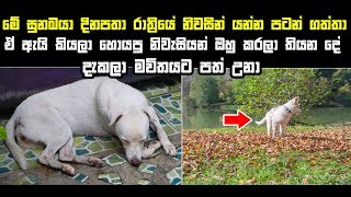 මේ සුනඛයා හැමදාම රෑට රෑට නිවසින් යන්නට පටන් ගත්තා. නිවැසියන් ඔහු කරලා තියෙන දේ දැකලා මවිතයට පත් උනා