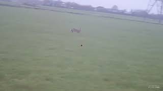 Shotkam Last hare of the season 2022