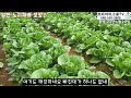 배추농사에 바사코트를 사용하면