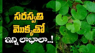 సరస్వతి మొక్కతో  ఇన్ని లాభాలా..! | Health Benefits of saraswati aku  | Aarogya Sutra