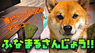 【柴犬】はじめましてぼくふなまるです。【SHIBA INU】