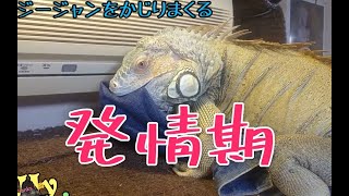 ブルーイグアナ2歳の発情期について食欲と暴れ方環境など語ってみた