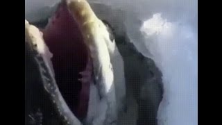 Fishermen Dig Hole Into Ice And Pulls Out Bizarre Creature