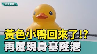 黃色小鴨回來了？再度現身基隆港　民眾樂壞