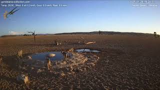 7 Jackals surround Mr Kasongo the warthog at Namib Desert waterhole