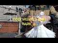 Продажа голубей. Желтые серые рыжие беломурые светлохвостые. pigeons for sale.