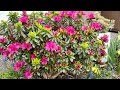 Azalea, Girard's Fuchsia - Prune to Half the Size (Update) May 1