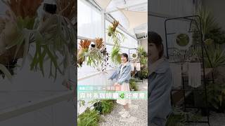 桃園雨林森林系咖啡廳-默野森林親子友善寵物友善餐廳～療癒系列餐廳