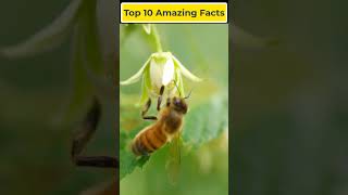 😯 top 10 amazing facts || unknown facts || interesting facts || ⚡ Telugu Facts Lovers