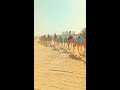 Before camel race in Qatar. Camel are taking in the race track.