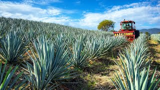 How Farmers Harvest Agave: Rope Production from Sisal Fibers at the Factory | Farming Documentary