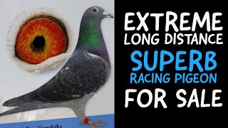 Superb Quality And Extreme Long Distance Racing Pigeon For Sale In Herbots Pigeons Auction