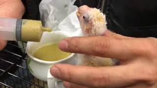 BCYキガシラアオハシイインコ 雛 挿し餌