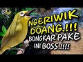 Ciak Joss Kecial Kuning Ampuh Bikin Kecial NGERIWIK Mulu Jadi GACOR‼️| PEPADU KECIAL