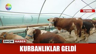 Kurbanlıklar geldi