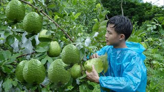 2 year living in forest, Harvest big guava fruit,large custard apple, dragon fruit to market sell