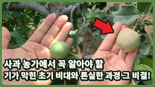 확실한 초기비대  튼실한 과경!!  사과농가에 희소식!!  비결공유!!