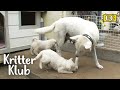 Mom Dog Pushes And Growls At Her Puppies | Kritter Klub