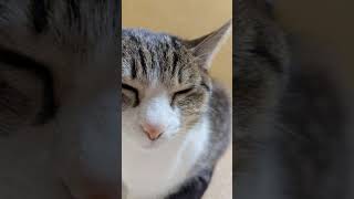 眠い猫😪 - Cats want to sleep - #Shorts