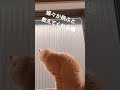 蝶々が飛ぶと教えてくれる猫 shorts