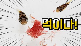 [인복이와 냉짱] 인디언 복어의 먹이활동 🐡