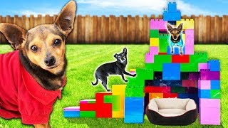 Building Our Dogs a Giant Pet Hotel Only Using Legos! PawZam Dogs