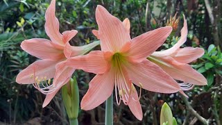 Ep.1127 ว่านสี่ทิศ Amaryllis ไม้มงคล ที่มีอยู่ในสวนมานาน ช่วงนี้ออกดอกพร้อมๆ กัน สวยงามมากๆ