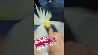 オカメインコのモモちゃんは凶暴で、よく噛む！！#オカメインコ#噛む#凶暴